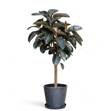 Load image into Gallery viewer, Burgundy Rubber Tree (L) in Ecopots