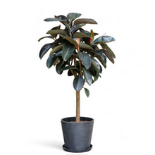Load image into Gallery viewer, Burgundy Rubber Tree (L) in Nursery Pot