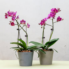 Load image into Gallery viewer, Yellow Orchid (M) in Ecopots