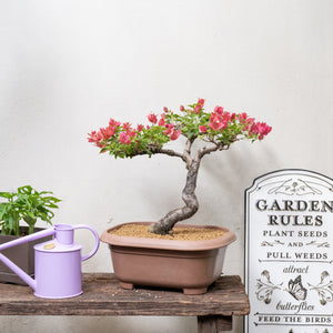 Bonsai Bougainvillea