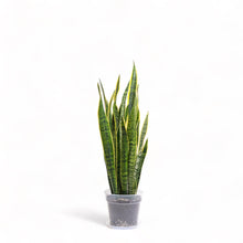 Load image into Gallery viewer, Yellow Snake Plant (L) in Clear Pot