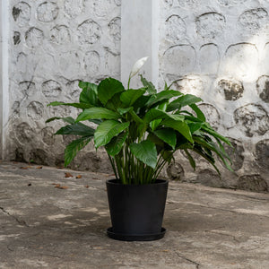 Peace Lily (XL) in Nursery Pot