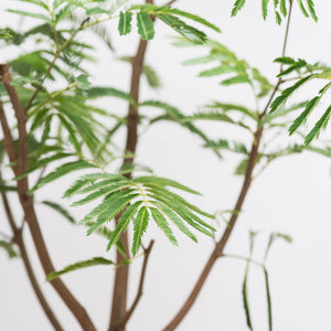 Everfresh Tree (L) in Nursery Pot