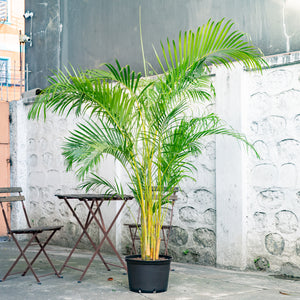 Butterfly Palm (L) in Nursery Pot