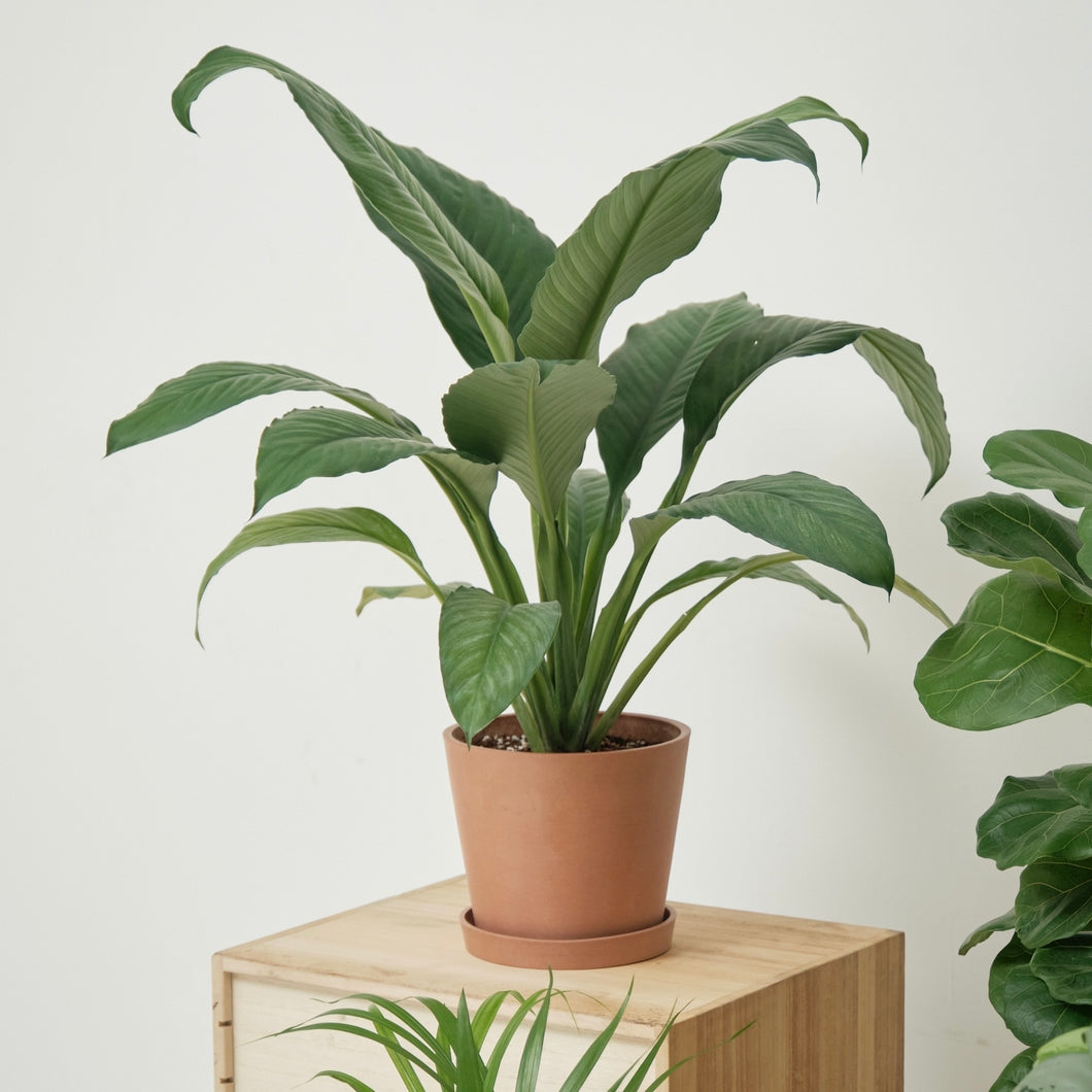 indoor sensation plant Sensation Plant (M) in Ecopots – Shopleaf Plant Studio