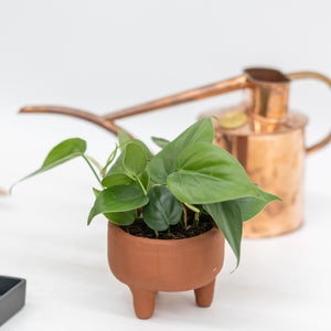 Heartleaf Philodendron (S) in Ecopots