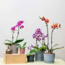 将图片加载到图库查看器，Orange Orchid (L) in Ecopots