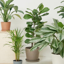 Load image into Gallery viewer, 3in1 Fiddle Leaf Fig Tree (M2) in Ecopots