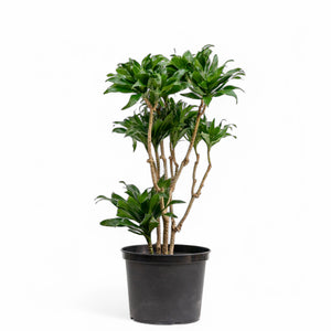 Dracaena Janet Craig (L) in Nursery Pot