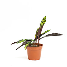 Load image into Gallery viewer, Calathea Lancifolia (M) in Nursery Pot