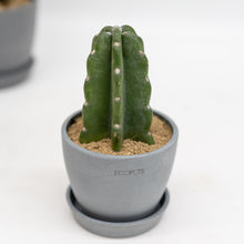 Load image into Gallery viewer, Peruvian Cactus (XXS) in Ecopots