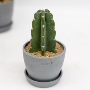 Peruvian Cactus (XXS) in Ecopots