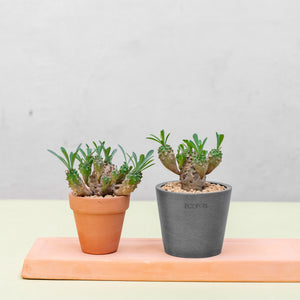 Euphorbia 'Cocklebur' (S) in Ecopots