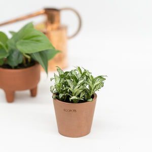 Fittonia White Anne (S) in Ecopots