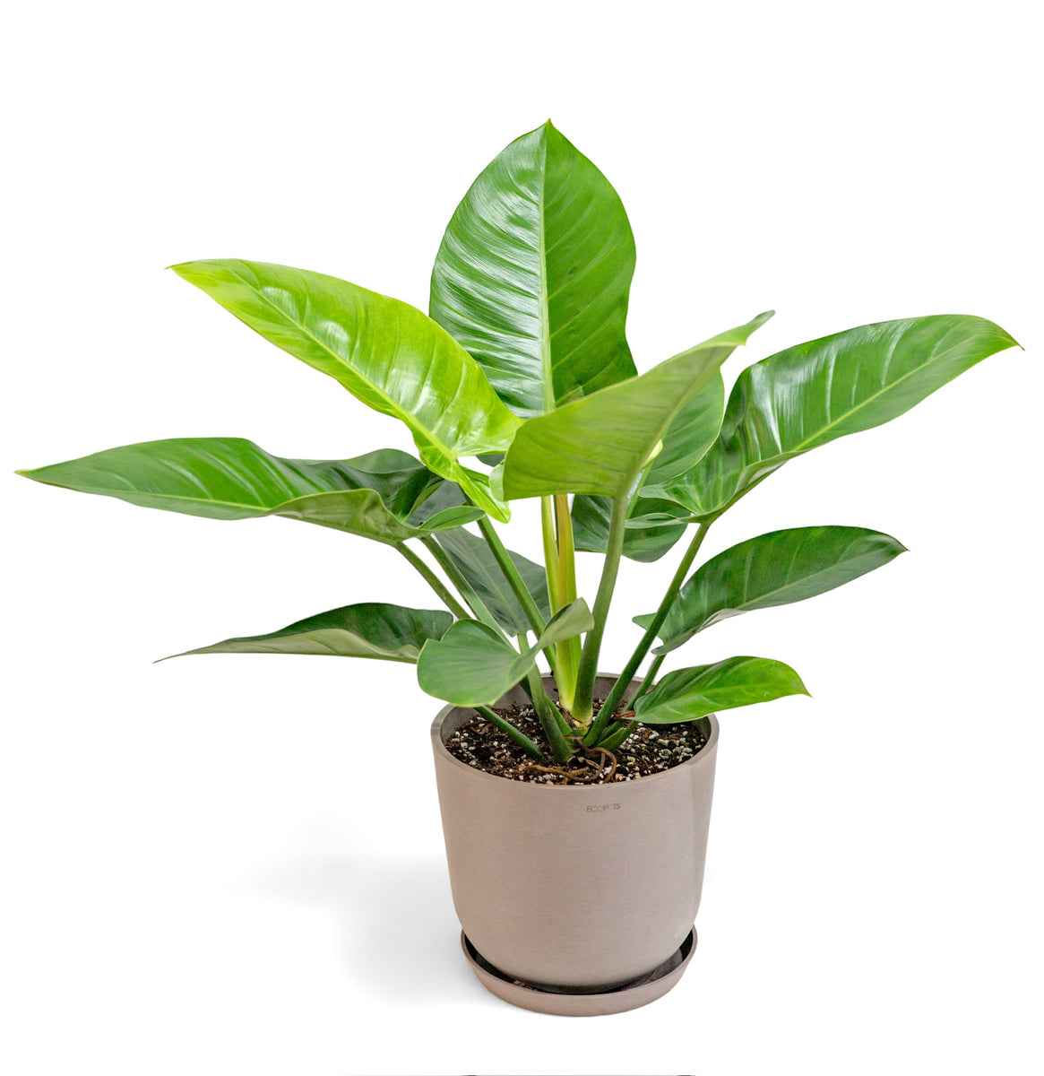 Philodendron Imperial Green (M) in Ecopots – Shopleaf Plant Studio