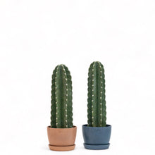 Load image into Gallery viewer, Peruvian Cactus (S) in Ecopots