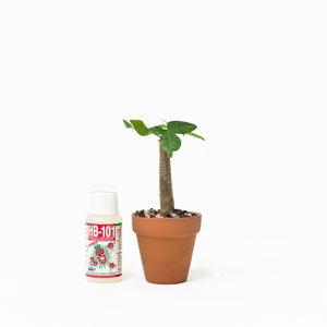 Bonsai Money Plant (XXS) in Nursery Pot