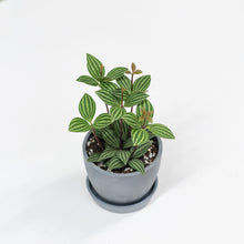 Load image into Gallery viewer, Peperomia puteolata (S)
