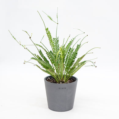 Kenzoi Fern (M) in Nursery Pot