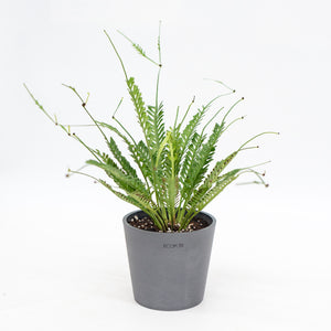 Kenzoi Fern (M) in Nursery Pot