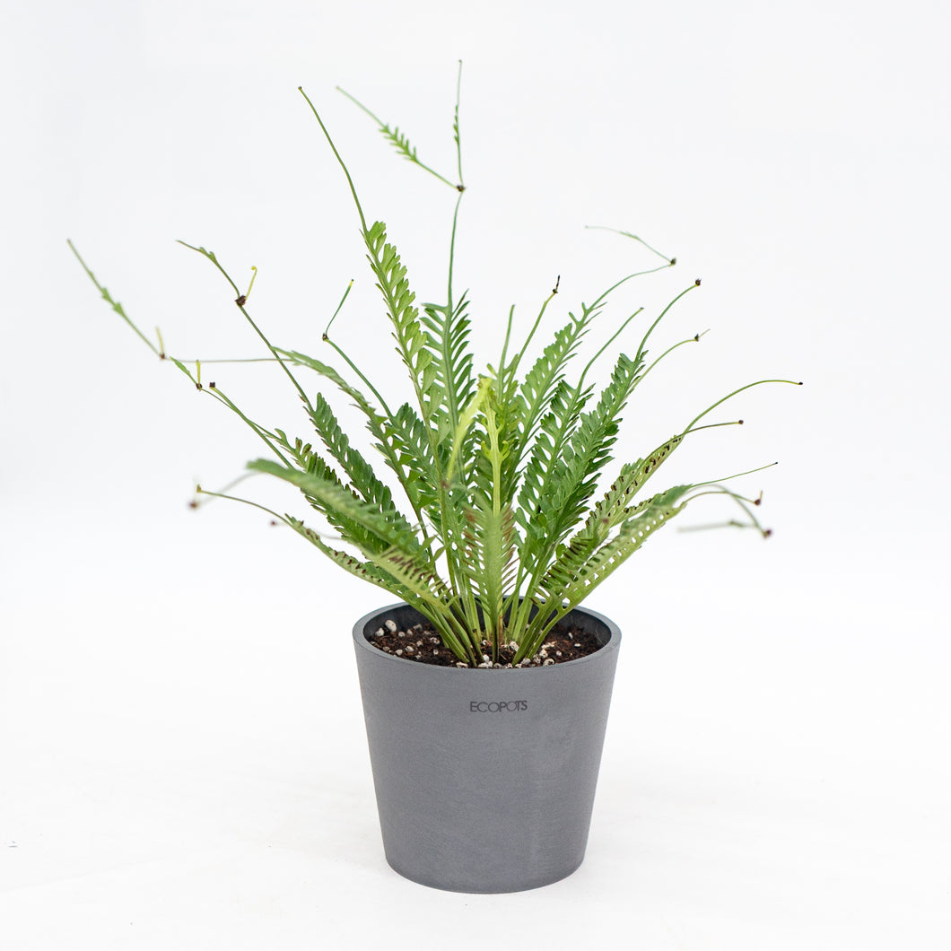 Kenzoi Fern (M) in Nursery Pot