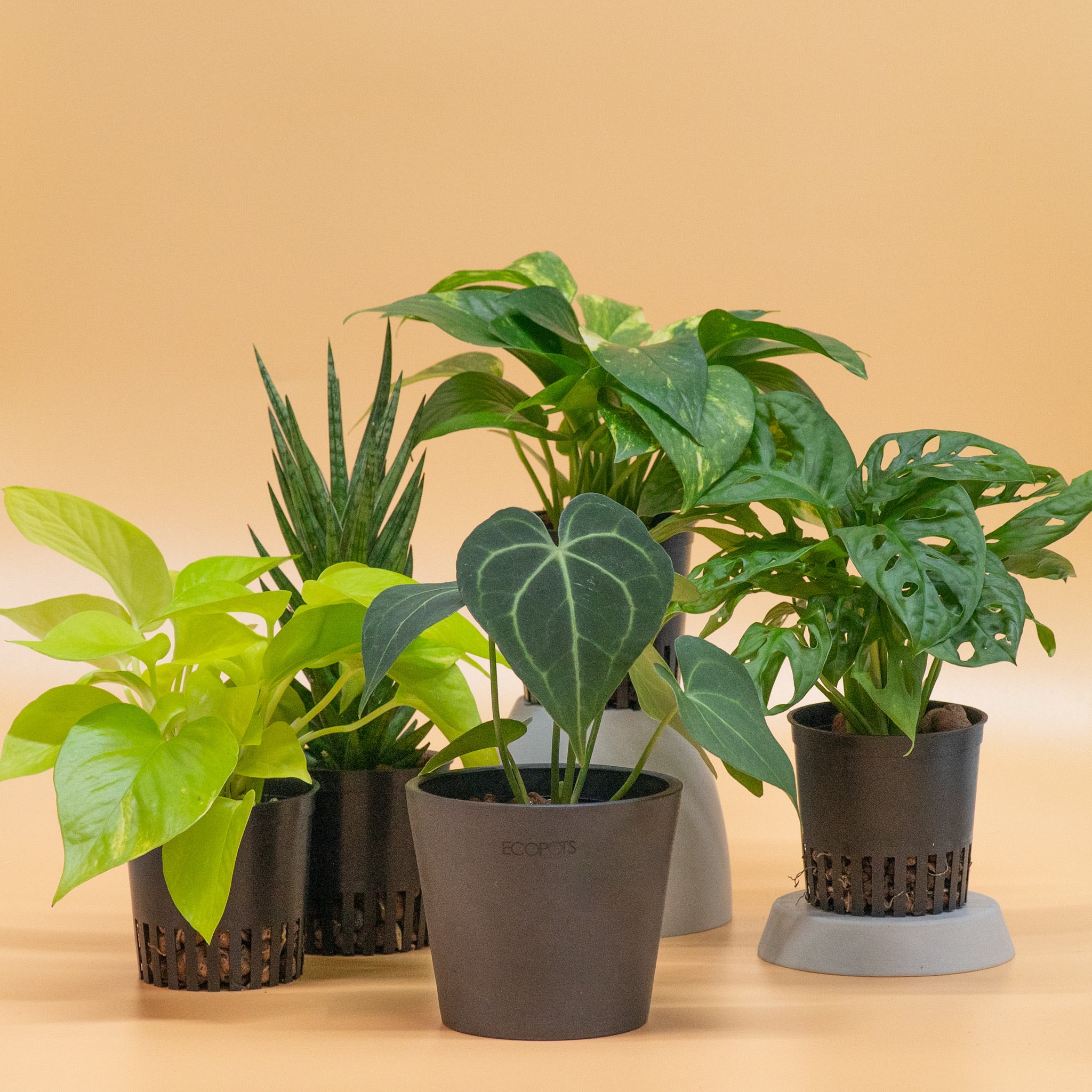 monstera adansonii price philippines Monstera adansonii in LECA – Shopleaf Plant Studio