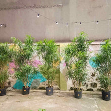 Load image into Gallery viewer, Dracaena Anita (L2) in Nursery Pot