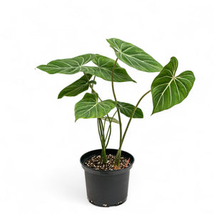 Philodendron gloriosum (M) in Nursery Pot