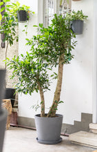 Load image into Gallery viewer, Ficus Benjamina (L) in Nursery Pot