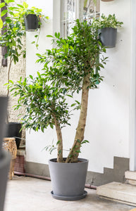 Ficus Benjamina (L) in Ecopots