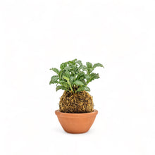 Load image into Gallery viewer, Fittonia Fortissimo Kokedama
