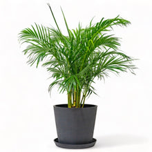 Load image into Gallery viewer, Butterfly Palm (M1) in Ecopots