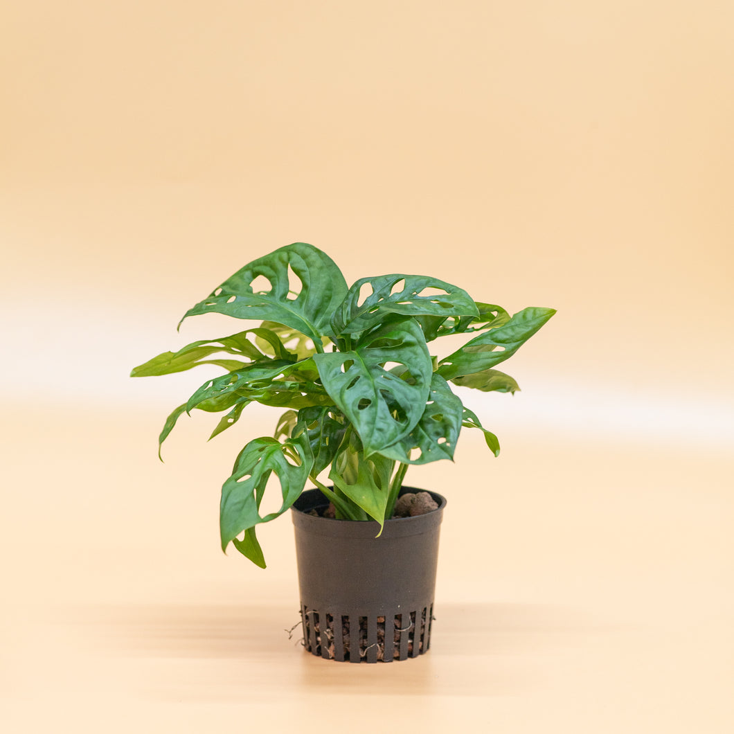 swiss cheese plant in leca Monstera adansonii in LECA