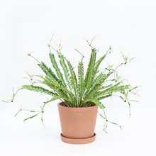 Load image into Gallery viewer, Kenzoi Fern (L) in Ecopots