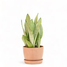 Load image into Gallery viewer, Sansevieria Moonshine (M) in Ecopots