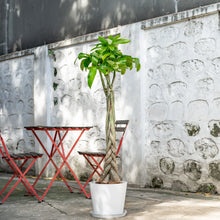 将图片加载到图库查看器，Braided Money Tree (L) in Nursery Pot