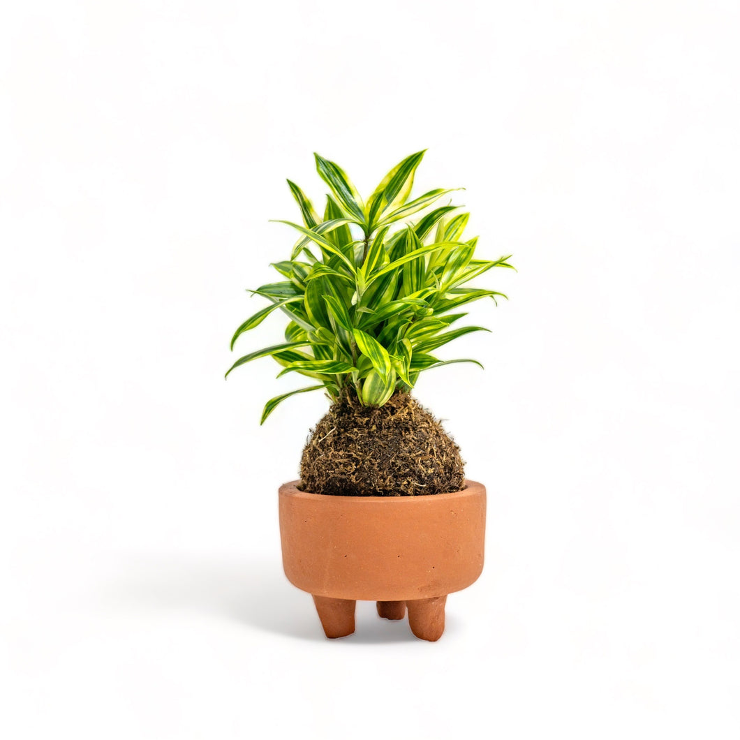 dracaena kokedama Gold Dust Kokedama – Shopleaf Plant Studio