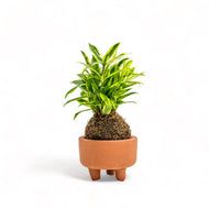 Gold Dust Kokedama