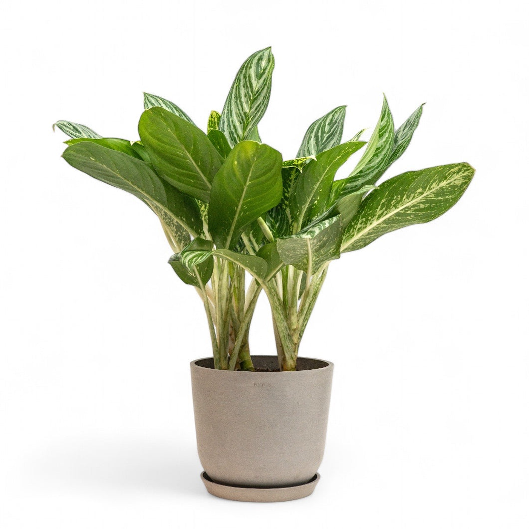 black moonlight aglaonema Aglaonema Moonlight Bay (M) in Nursery Pot – Shopleaf Plant Studio