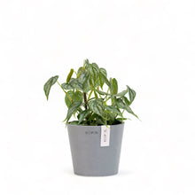 Load image into Gallery viewer, Philodendron Brandtianum (S) in Ecopots