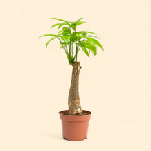 Load image into Gallery viewer, Bonsai Money Plant (S2) in Nursery Pot