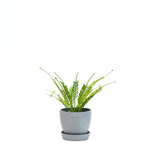 Load image into Gallery viewer, Kenzoi Fern (S) in Ecopots