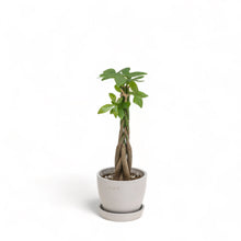 Load image into Gallery viewer, Braided Money Plant (XS) in Ecopots