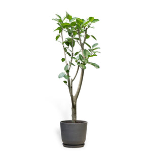Ficus Audrey (XL1) in Ecopots