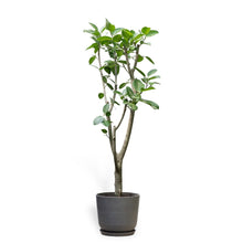 Load image into Gallery viewer, Ficus Audrey (XL1) in Nursery Pot