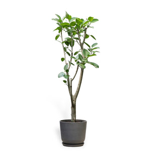 Ficus Audrey (XL1) in Nursery Pot