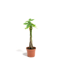 Load image into Gallery viewer, Braided Money Plant (XS) in Nursery Pot