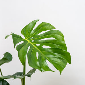 monstera plant for sale philippines Monstera deliciosa (M) in Ecopots – Shopleaf Plant Studio