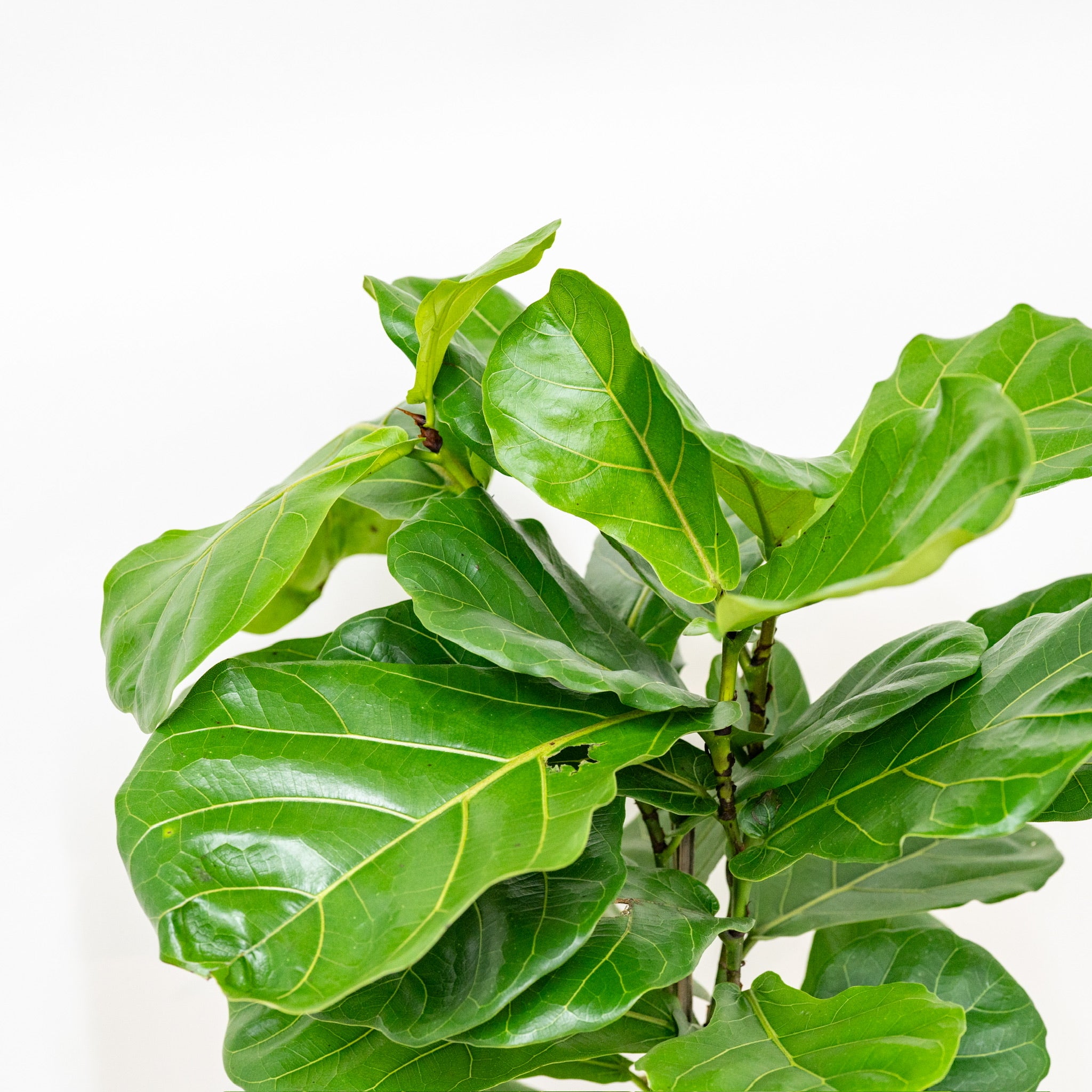 ph fiddle leaf fig 3in1 Fiddle Leaf Fig Tree (M2) in Ecopots – Shopleaf Plant Studio
