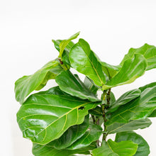 将图片加载到图库查看器，3in1 Fiddle Leaf Fig Tree (M2) in Nursery Pot
